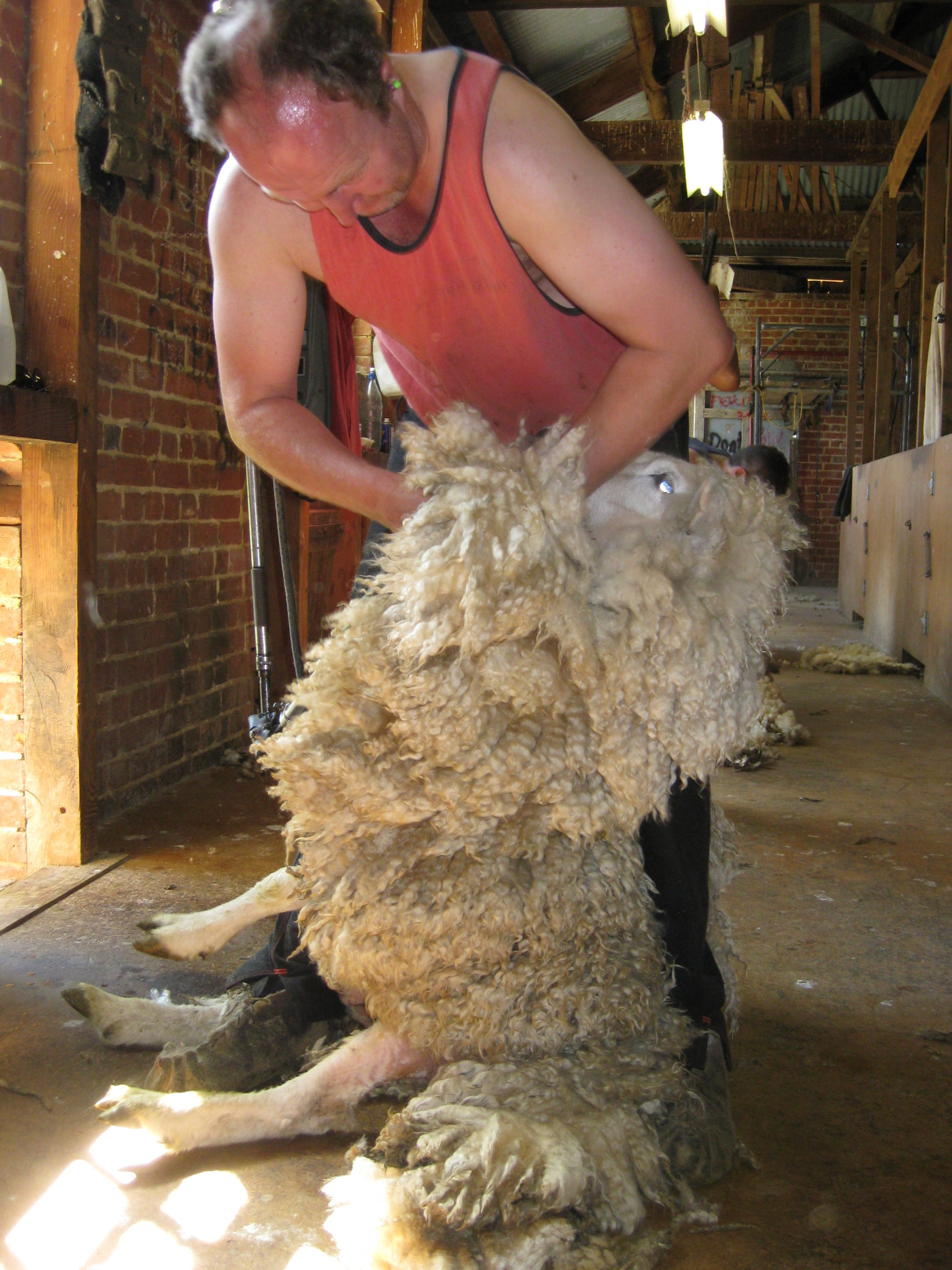 Sheep Shearing Discover The Delights Of Peeling Back History